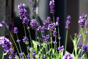 AHH..! COTSWOLD LAVENDER